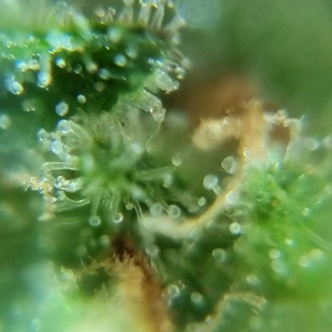 Strawberry Gorilla Fastbuds  growlog timeline photo