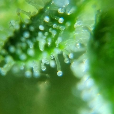 Strawberry Gorilla Fastbuds  growlog timeline photo