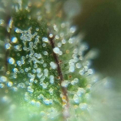 Strawberry Gorilla Fastbuds  growlog timeline photo