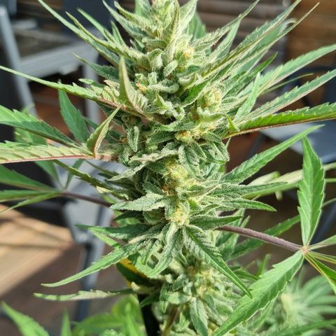 Strawberry Gorilla Fastbuds  growlog timeline photo