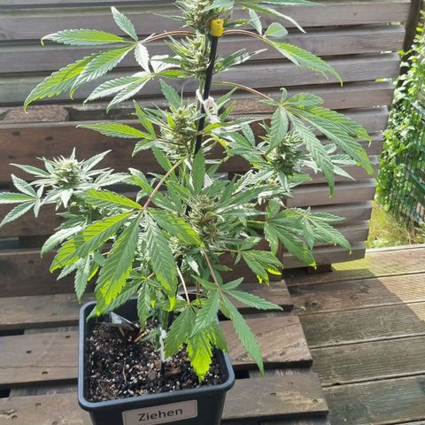 Strawberry Gorilla Fastbuds  growlog timeline photo
