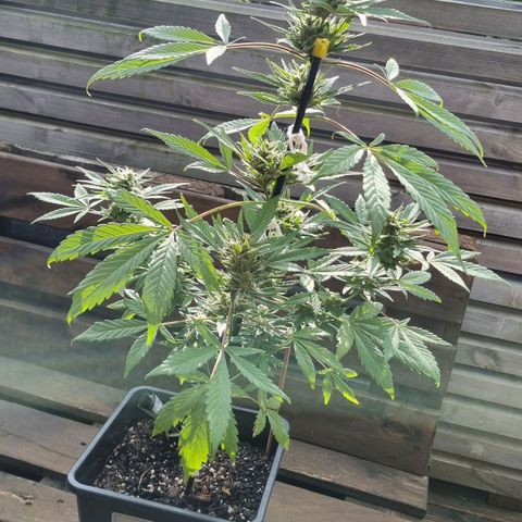 Strawberry Gorilla Fastbuds  growlog timeline photo