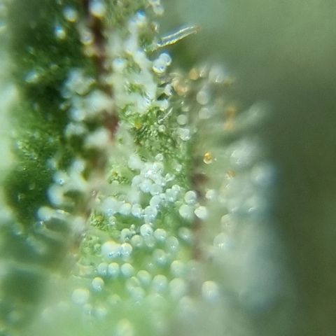 Strawberry Gorilla Fastbuds  growlog timeline photo