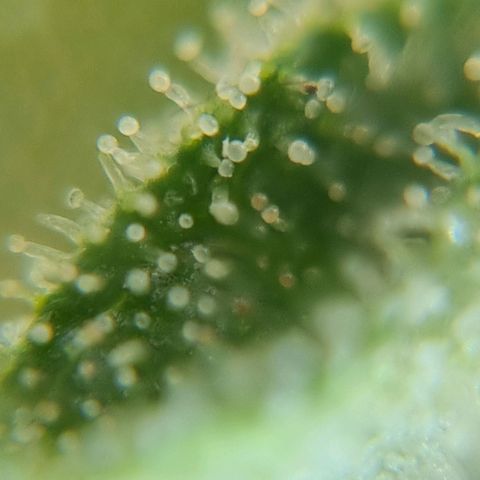 Strawberry Gorilla Fastbuds  growlog timeline photo