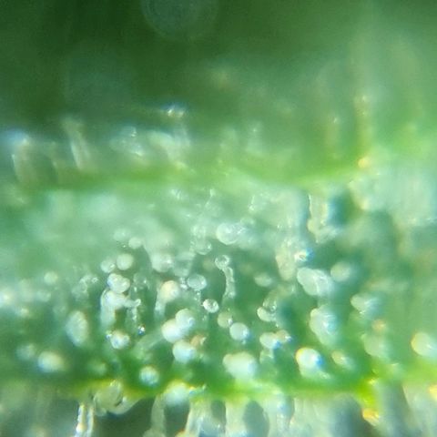 Strawberry Gorilla Fastbuds  growlog timeline photo