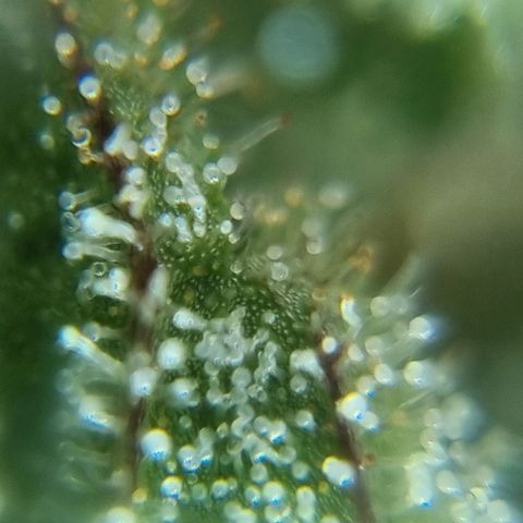 Strawberry Gorilla Fastbuds  growlog timeline photo