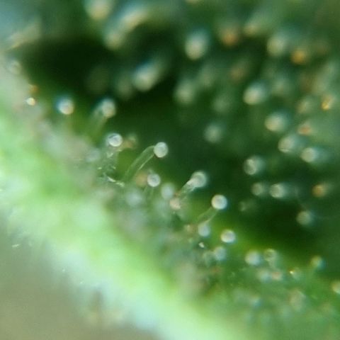 Strawberry Gorilla Fastbuds  growlog timeline photo