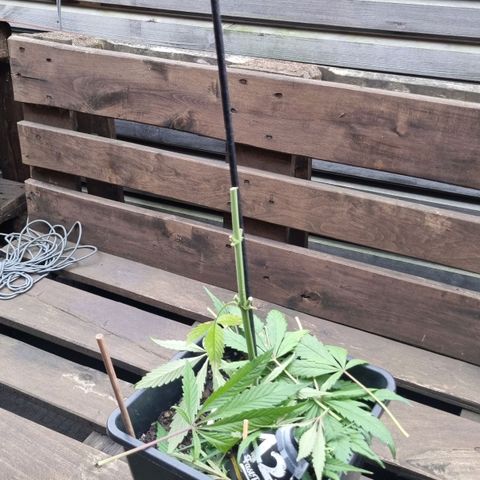 Strawberry Gorilla Fastbuds  growlog timeline photo