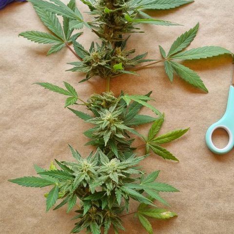 Strawberry Gorilla Fastbuds  growlog timeline photo