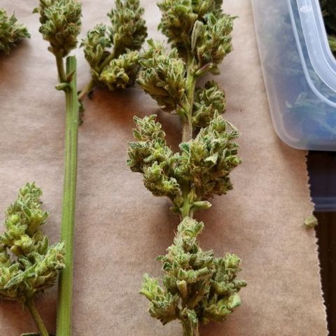 Strawberry Gorilla Fastbuds  growlog timeline photo