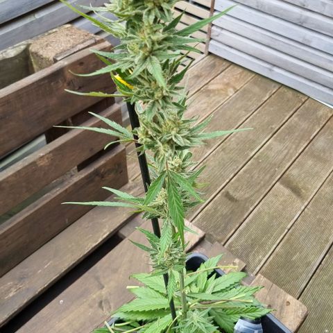 Strawberry Gorilla Fastbuds  growlog timeline photo