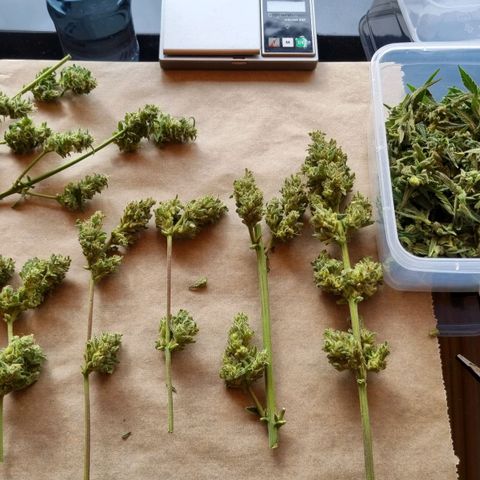 Strawberry Gorilla Fastbuds  growlog timeline photo