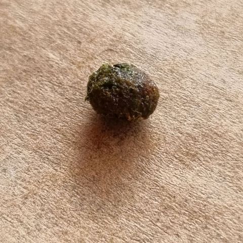 Strawberry Gorilla Fastbuds  growlog timeline photo