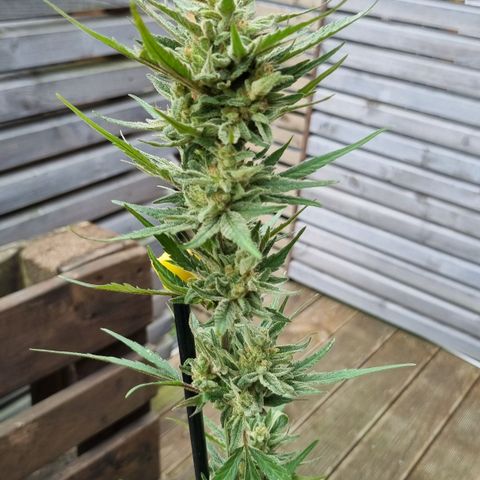 Strawberry Gorilla Fastbuds  growlog timeline photo