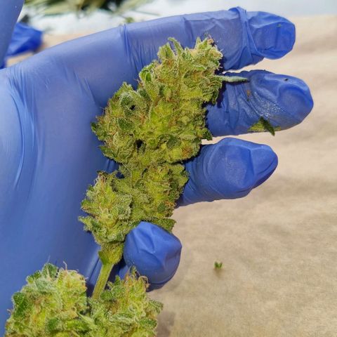Strawberry Gorilla Fastbuds  growlog timeline photo
