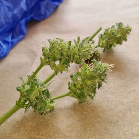 Strawberry Gorilla Fastbuds  growlog timeline photo