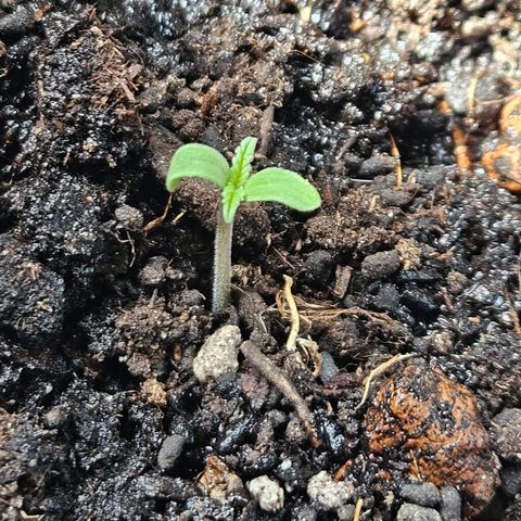 Zamnesia Purplehaze Auto growlog timeline photo