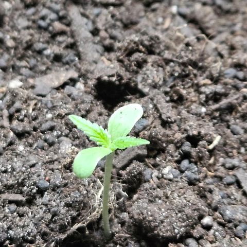 Zamnesia Purplehaze Auto growlog timeline photo