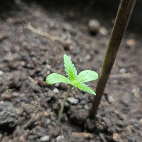 Zamnesia Purplehaze Auto growlog timeline photo