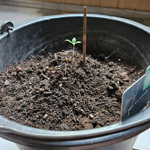 Zamnesia Purplehaze Auto growlog timeline photo
