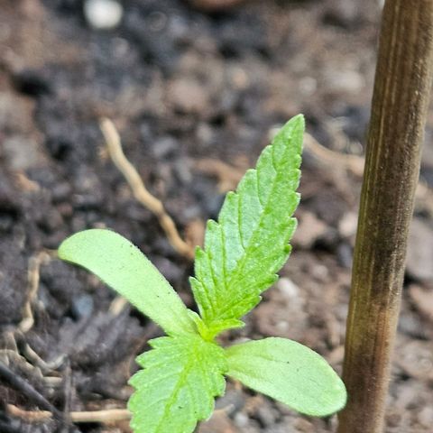 Zamnesia Purplehaze Auto growlog timeline photo