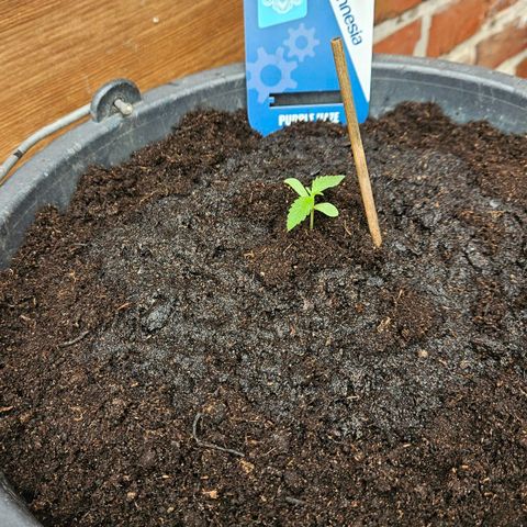 Zamnesia Purplehaze Auto growlog timeline photo