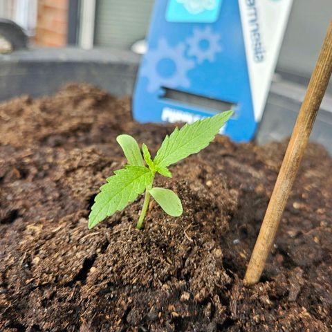Zamnesia Purplehaze Auto growlog timeline photo