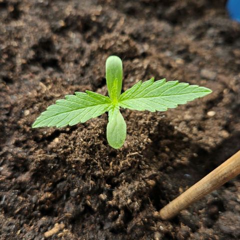 Zamnesia Purplehaze Auto growlog timeline photo