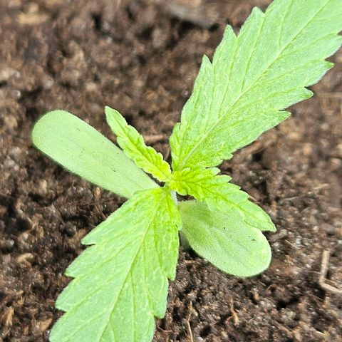 Zamnesia Purplehaze Auto growlog timeline photo