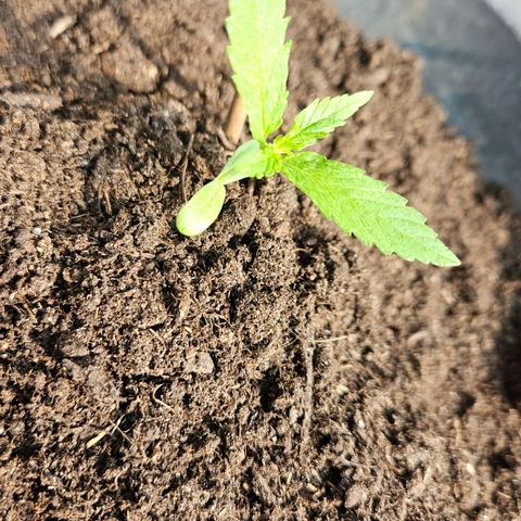 Zamnesia Purplehaze Auto growlog timeline photo