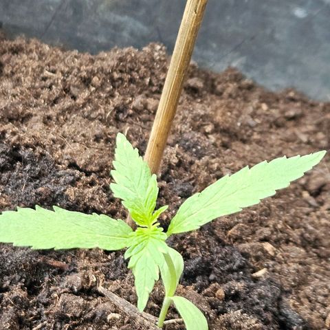 Zamnesia Purplehaze Auto growlog timeline photo