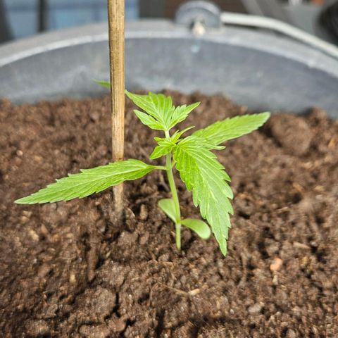Zamnesia Purplehaze Auto growlog timeline photo