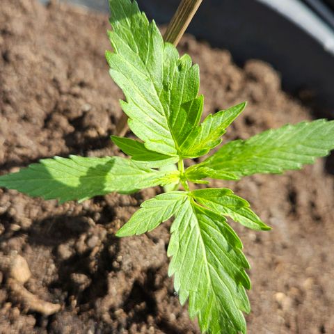 Zamnesia Purplehaze Auto growlog timeline photo