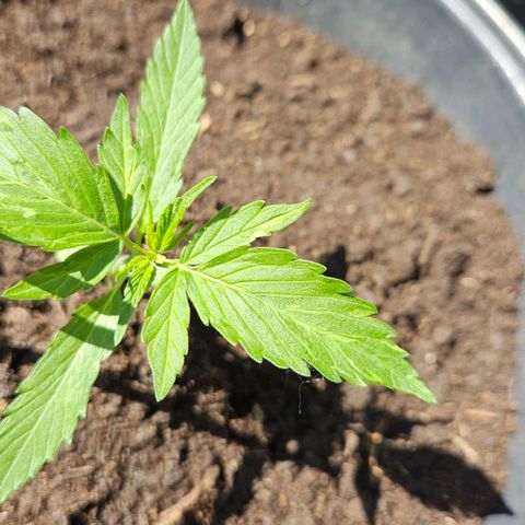 Zamnesia Purplehaze Auto growlog timeline photo