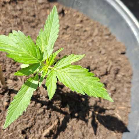 Zamnesia Purplehaze Auto growlog timeline photo