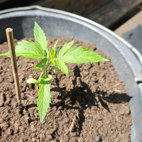 Zamnesia Purplehaze Auto growlog timeline photo