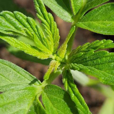 Zamnesia Purplehaze Auto growlog timeline photo