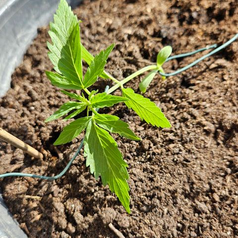 Zamnesia Purplehaze Auto growlog timeline photo