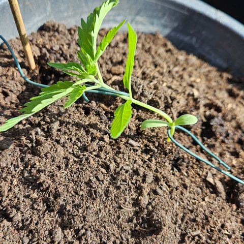 Zamnesia Purplehaze Auto growlog timeline photo
