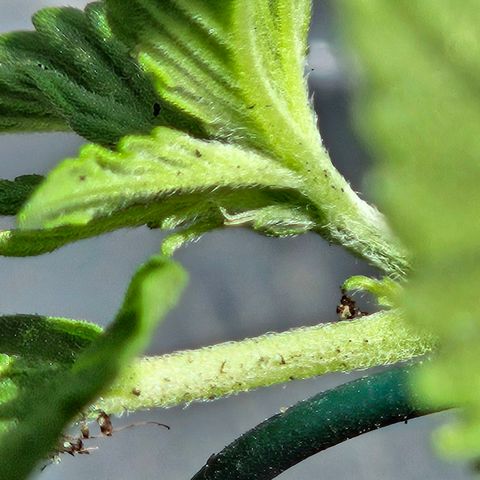 Zamnesia Purplehaze Auto growlog timeline photo