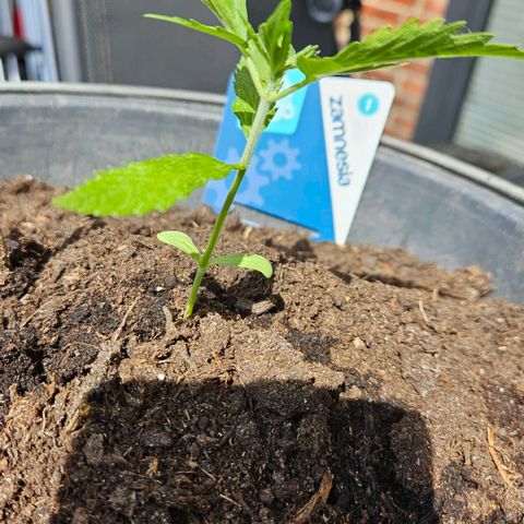 Zamnesia Purplehaze Auto growlog timeline photo