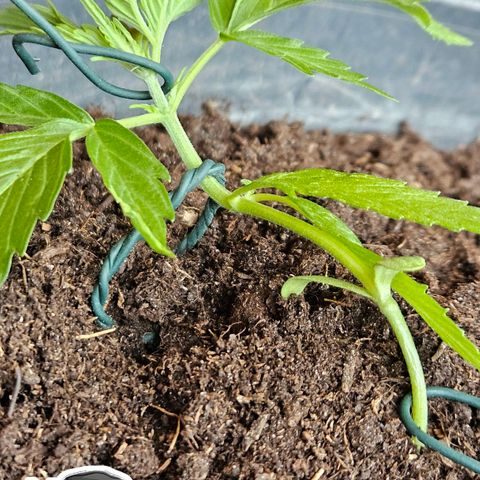 Zamnesia Purplehaze Auto growlog timeline photo