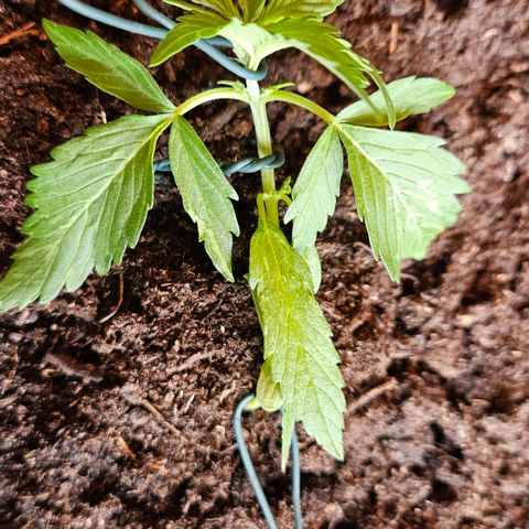 Zamnesia Purplehaze Auto growlog timeline photo