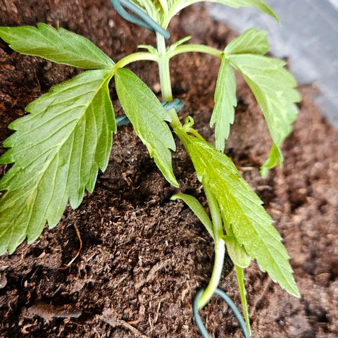 Zamnesia Purplehaze Auto growlog timeline photo