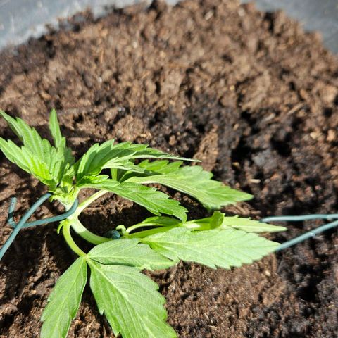 Zamnesia Purplehaze Auto growlog timeline photo