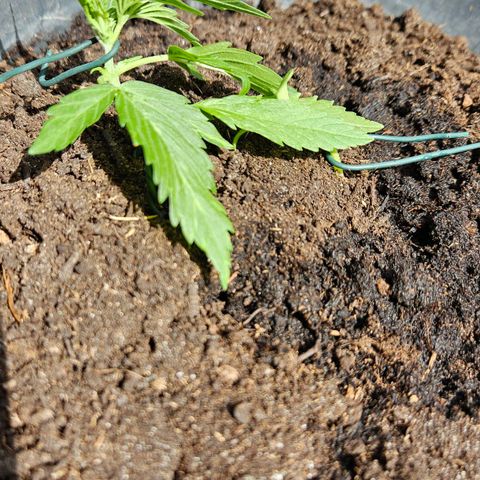 Zamnesia Purplehaze Auto growlog timeline photo