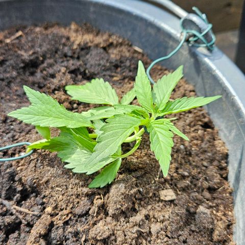 Zamnesia Purplehaze Auto growlog timeline photo