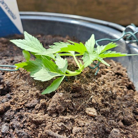 Zamnesia Purplehaze Auto growlog timeline photo