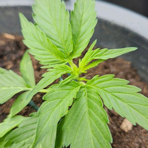 Zamnesia Purplehaze Auto growlog timeline photo