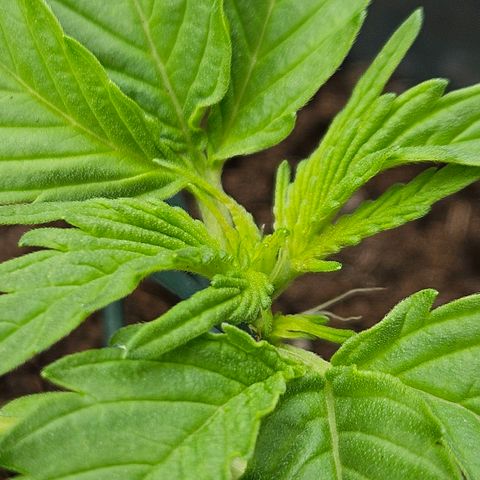 Zamnesia Purplehaze Auto growlog timeline photo